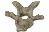 Fossil Hadrosaur Cervical Vertebra - Montana #325512-1